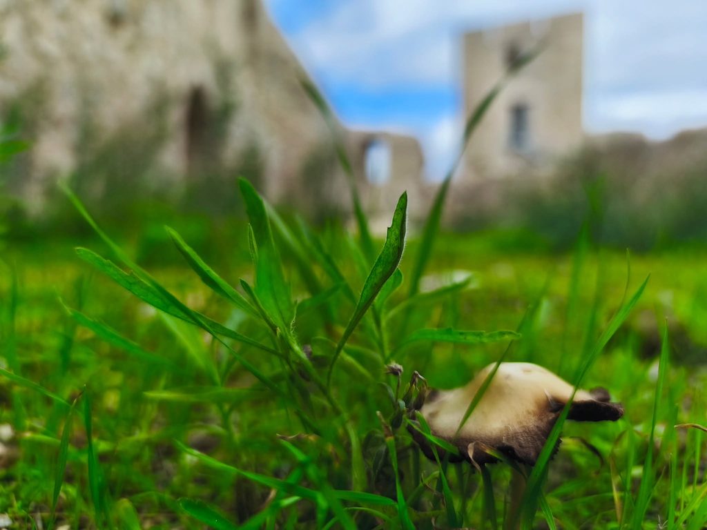 Mushroom in the foreground with Mila Castle in the background